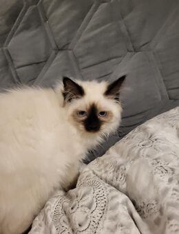 Heilige Birma Kitten - Dortmund