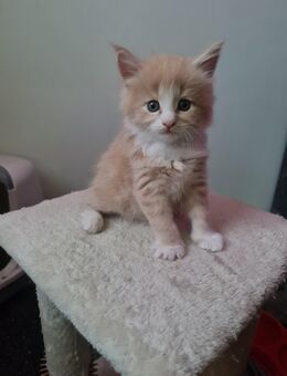 Maine Coon Jungs - Olbernhau