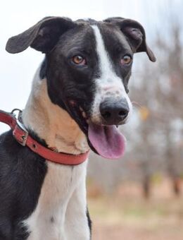 Misty wartet und hofft so sehr.... - Laatzen