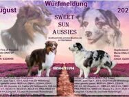 Australian Shepherd Wurfplanung - Sonnen