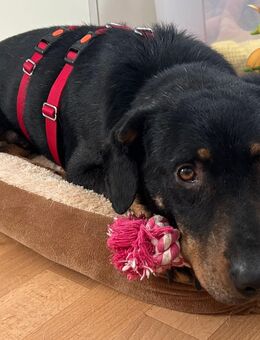 Sensibler, katzenverträglicher Hundejunge, gepflegt, stubenrein, kastriert - Alfeld (Leine)
