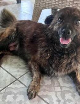 Maci wünscht sich eine Chance - Nordwalde