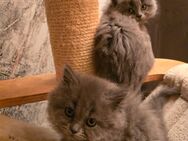 BHL kitten suchen ab Ende Mai ein liebevolles Zuhause - Holzminden