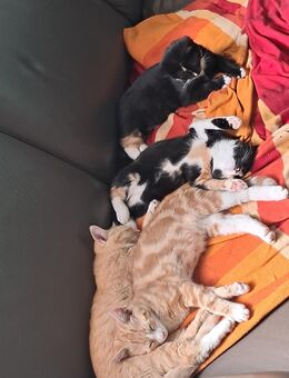 Kitten, Kätzchen - Wilhelmshaven