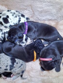 Deutsche Doggen Welpen - Meura