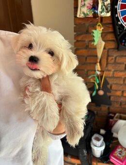 Malteser-Havaneser Welpen - Rhade