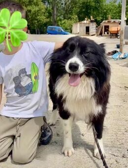 Freundlich + sozial = JOE wartet auf ♥️ - München