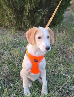 Marvel sanfter Bub - Berlin