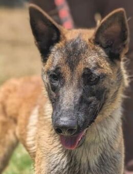 Malinois-Mix Junghund ZORRO - Sehnde