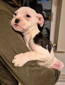 Old English Bulldog Welpen in 04886