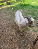 Zwergziegen Bock in 49324