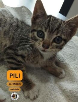 PILI, w., EKH, geb. 04/2025 - Sipplingen