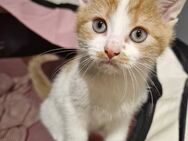 Kitten suchen neues Zuhause (alle reserviert) - Hamburg