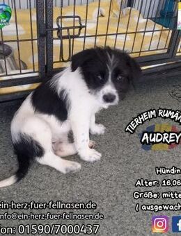 AUDREY - Frühstück bei Tiff...DIR???? - Waakirchen