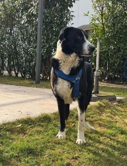 Tarzan,freundlich,schüchtern, sucht Dich - Leonberg (Baden-Württemberg)