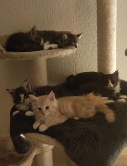 Maine Coone Kitten - Hannover