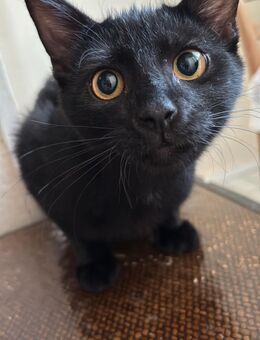 Schwarze Hauskatze zu verkaufen - Kiel