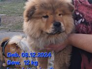 Chow-Chow Welpen - Demmin