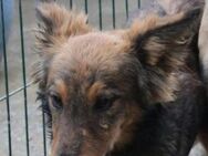 🌞 Ruhiger Zorba sucht dein Herz! 💖 - Eislingen (Fils)