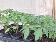 Tomatenpflanzen Gemüsepflanzen Physalispflanzen - Sondershausen
