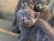 „Zauberhafte Britisch Kurzhaar Kitten – bald bereit für ihr neues Zuhause!“ - Hamburg