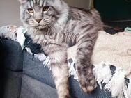 Main Coon Youngstars - Trier