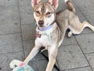 Bella in liebevolle Hände abzugeben - München