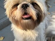 Shih Tzu Weibchen - Waabs