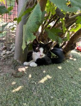 💖 liebe junge Miezekatze Kara 💖 - Eislingen (Fils)