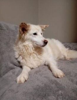 Flocke 55 cm (Pflegestelle) - Alpenrod