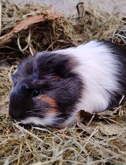 Meerschweinchen Weibchen 8 Wochen - Högsdorf