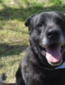 Bambi, dominante Hündin sucht Zuhause - Unterföhring