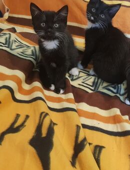 Bezaubernde liebevolle Rasse-Mix-Kätzchen Kitten Katzenkinder Mädchen abzugeben - Kitzingen