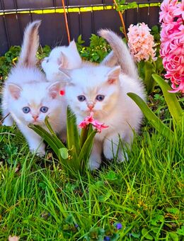 Britisch-Kurzhaar Kitten ab August abzugeben - Sinsheim