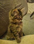 Heilige Birma Kitten Kater Katze in 83416