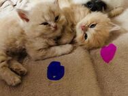 2 Super süße BKH Kitten - Hamm