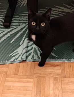 Wunderschöne pechschwarze Katze mit weißem Latz ❤️❤️❤️ - Südlohn