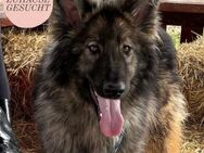 Zarte Seele BALTO sucht ein Zuhause❤️ - Saarbrücken