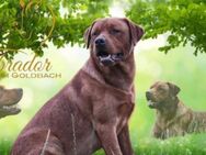 Labrador Deckrüde Foxred - Burow