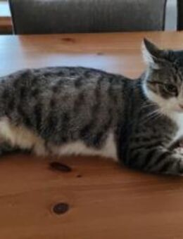 Tiberius sucht dringend ein Zuhause - München