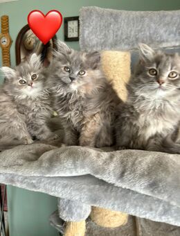 Katzenbabys Persermix Waldkatze - Geisenfeld