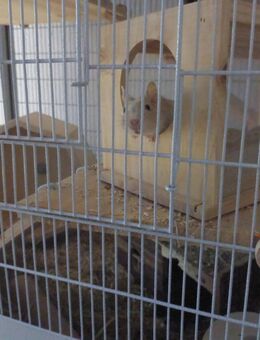 Verkauf von mein 3 Degu Männer - Königs Wusterhausen