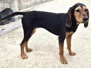 Biene Mix Hündin ca. 2 Jahre alt in GR - Reutlingen