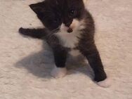 Kitten bkh - Hürth