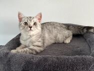 Zuckersüße BKH-Kitten 14 Wochen - Leipzig