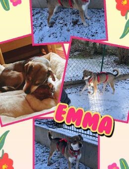 tolle Emma auf PS in 96120 Bischberg - Nürnberg