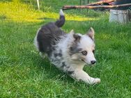 Auggie (Aussie/Corgi) Welpen - Hersbruck