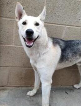 Artic - hübscher, sportlicher Bub - Freudenstadt