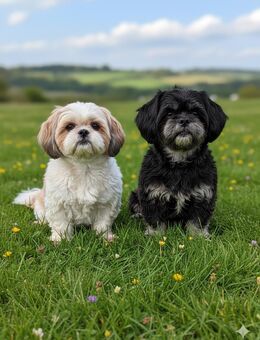Shih tzu Welpen - Bergen (Rügen)