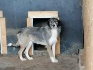 Marie muss Vertrauen fassen 🐾 - Elsdorf (Nordrhein-Westfalen)